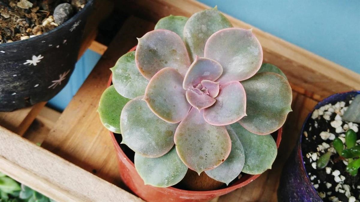 La Asociación organiza un año más el tradicional reparto gratuito de plantas