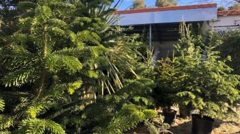 Los árboles de Navidad pueden tener una nueva vida en los jardines de Madrid
