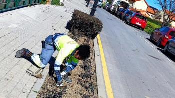 El Ayuntamiento ha iniciado la reposición de arboles y arbustos en varias zonas del municipio
