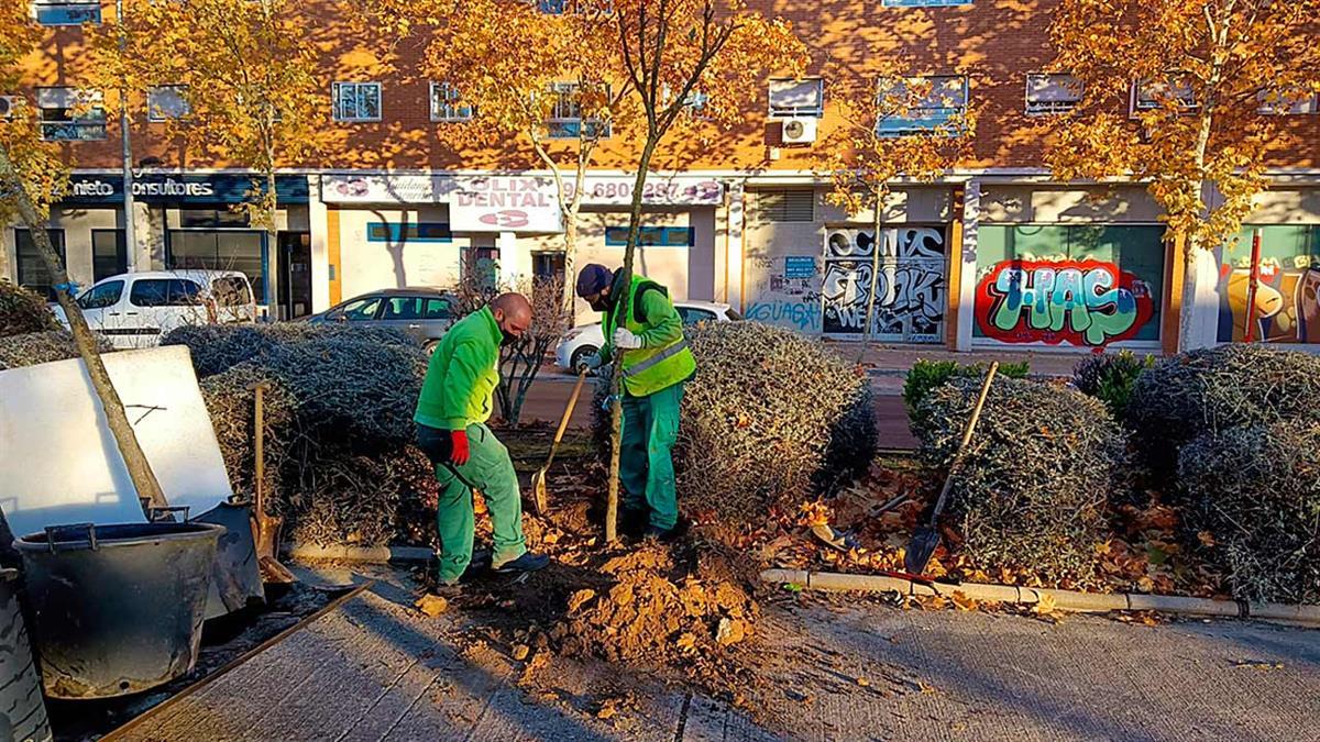 Se van a plantar 26 especies distintas con ejemplares de aligustres, plátanos, almez, carpes o arces
