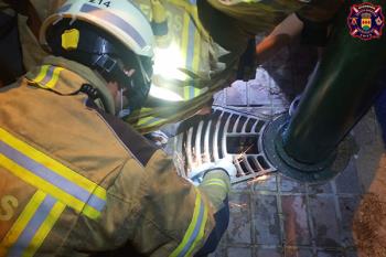 El animal había metido la pata en una fuente en Calle Palmeras