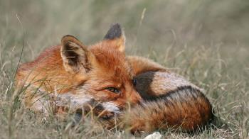 Los dueños se enfrentan a dos sanciones graves