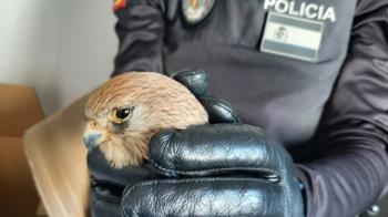 La Policía Local de Navalcarnero dio con el animal gracias a los vecinos