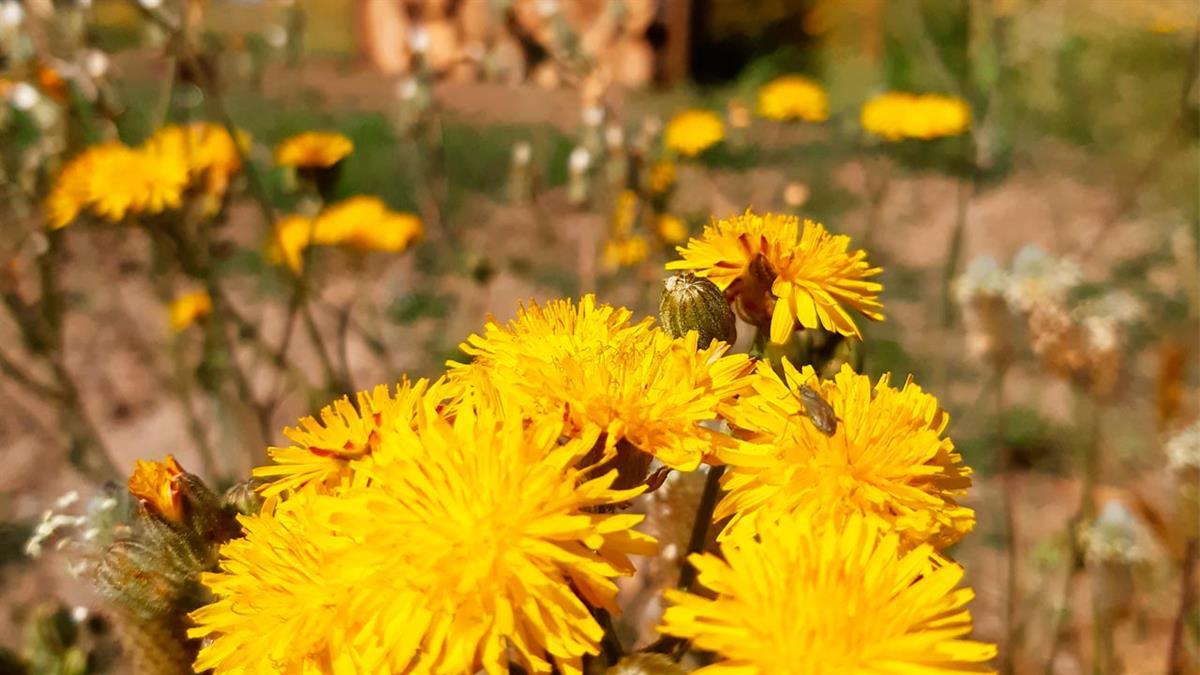 Nidales para abejas, pilas de madera muerta o muros vivos favorecen la conservación de animales y plantas