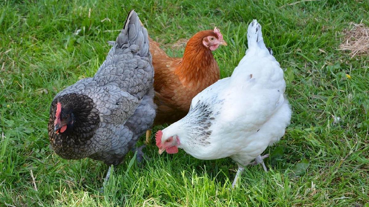 El ministerio de Agricultura, Pesca y Alimentación ha impuesto medidas en otros 15 municipios de la región