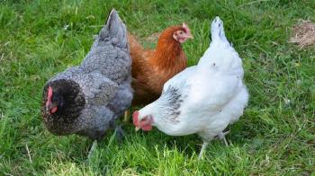 El ministerio de Agricultura, Pesca y Alimentación ha impuesto medidas en otros 15 municipios de la región