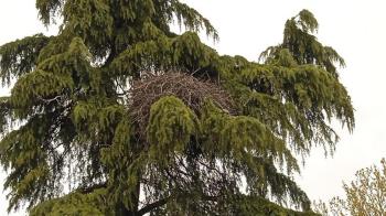 Se han retirado dos nidos de cotorras en la zona de la iglesia y la calle Ginés de los Ríos