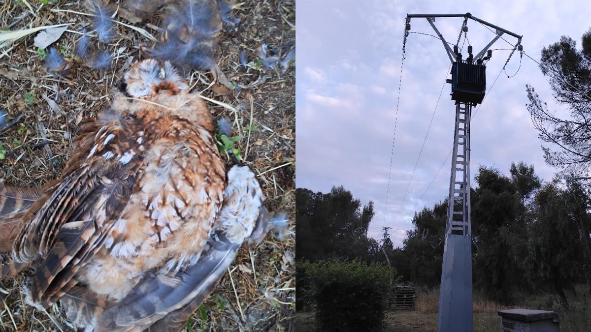 Acusan la muerte de una rapaz nocturna a los pies de una torre de tendido eléctrico sin protección