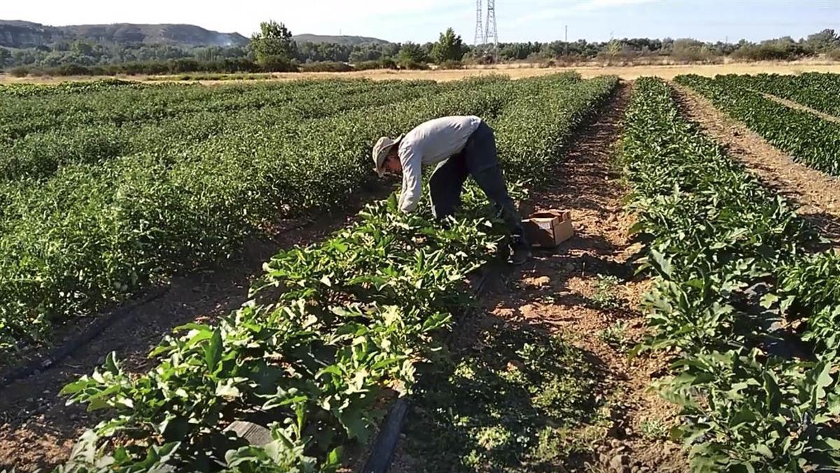 La ciudad es candidata al premio estatal de la Red de Ciudades por la Agroecología 