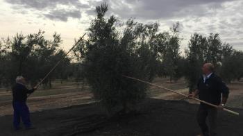 Oleada de robos de aceitunas en los olivares de Las Vegas y la Campiña