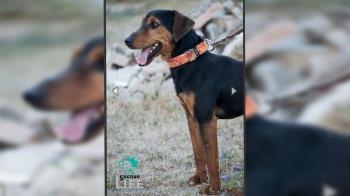 El animal responde al nombre de Roger