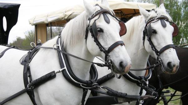 Un paseo de caballos y carruajes, feria y actuaciones para disfrutar de la tradicional romería