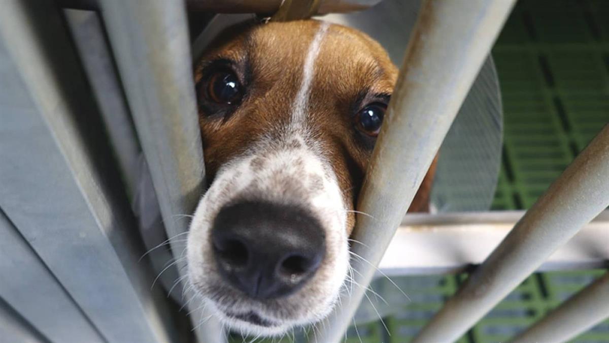 Solo 6 animales conseguirán sobrevivir al estudio clínico llevado a cabo por la Universidad de Barcelona