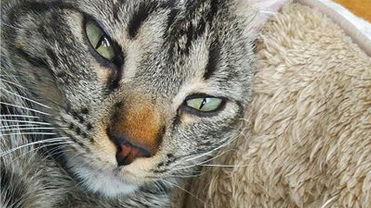 Se ha llevado a cabo través de un proyecto de voluntariado del Ayuntamiento