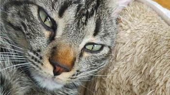 Se ha llevado a cabo través de un proyecto de voluntariado del Ayuntamiento