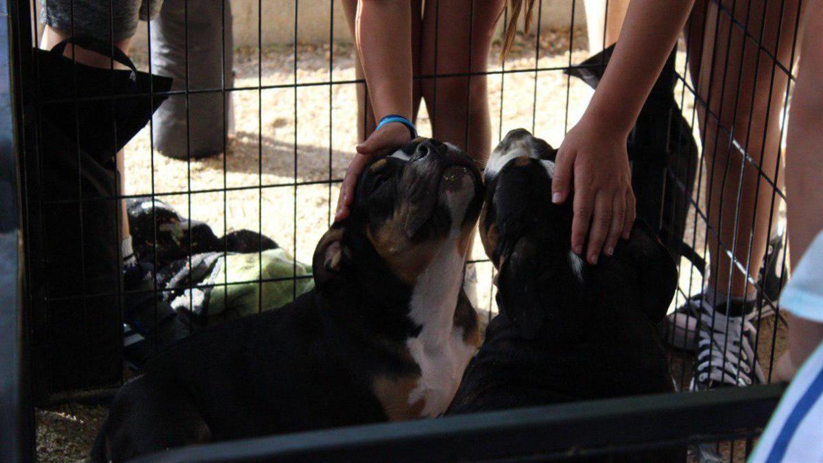 La V Feria de Adopción contempla un canicross, talleres, títeres y hasta un concurso de belleza