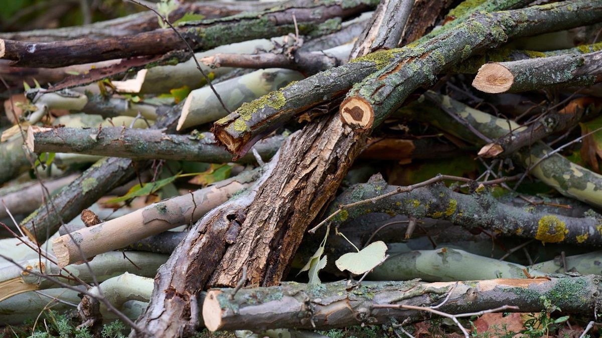 Comienza la campaña estacional de recogida de restos de poda 