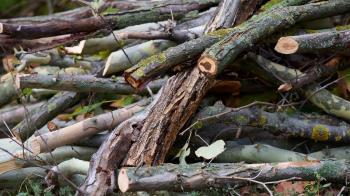 Comienza la campaña estacional de recogida de restos de poda 