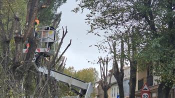 El plan contempla intervenciones en 363 ejemplares catalogados