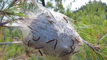 Se están acometiendo diferentes métodos de control para conseguir minimizar al máximo su presencia 