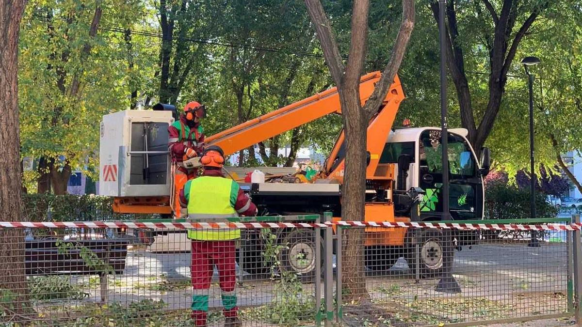 Esta campaña retoma los trabajos que tuvieron que paralizarse por la llegada de Filomena 
