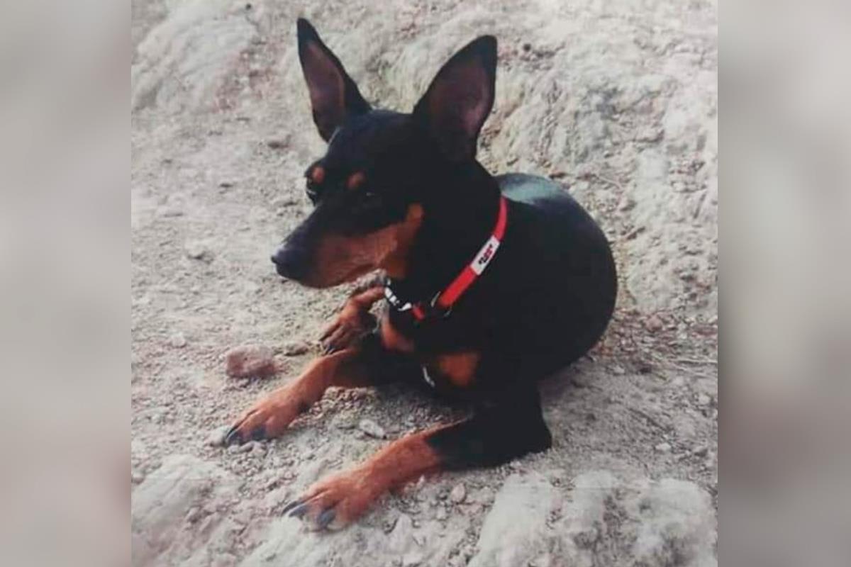 La perrita lleva desaparecida desde el 2 septiembre y se ofrece recompensa