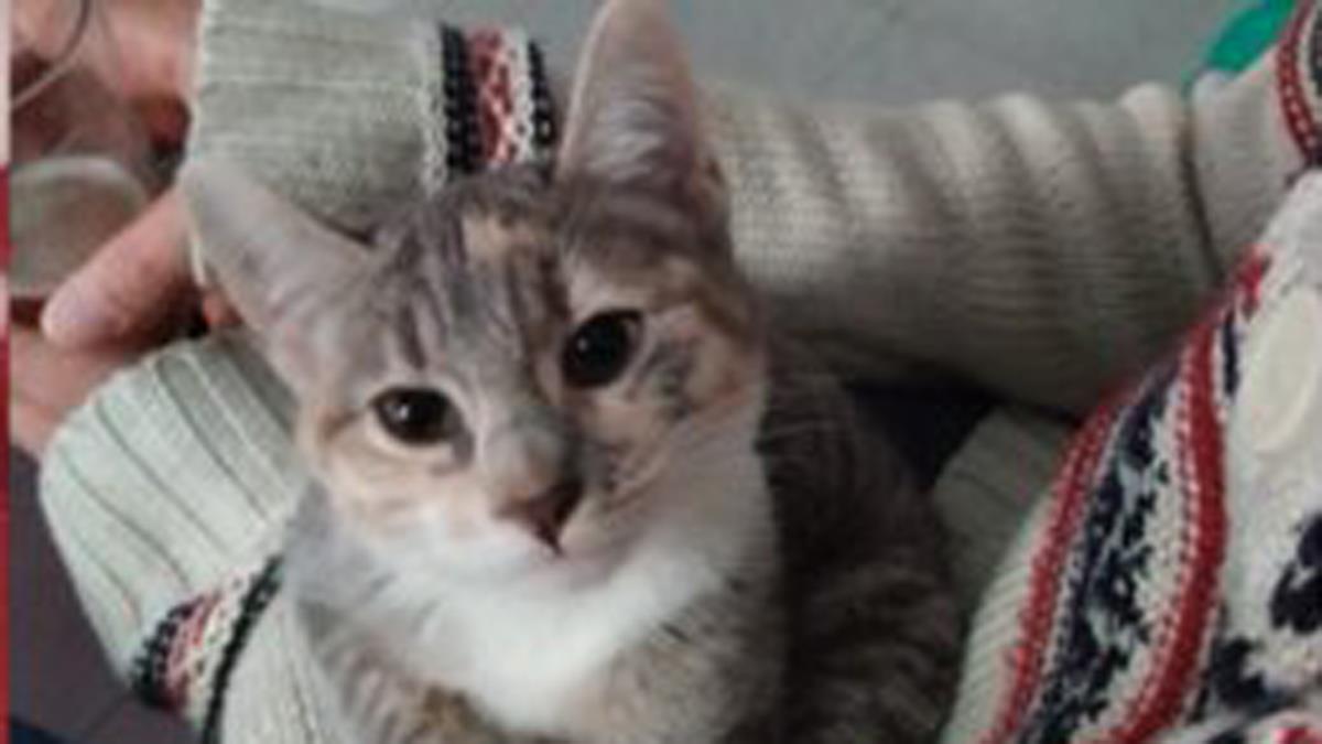 Los dueños han pedido ayuda a la Policía y a los vecinos para poder encontrarla