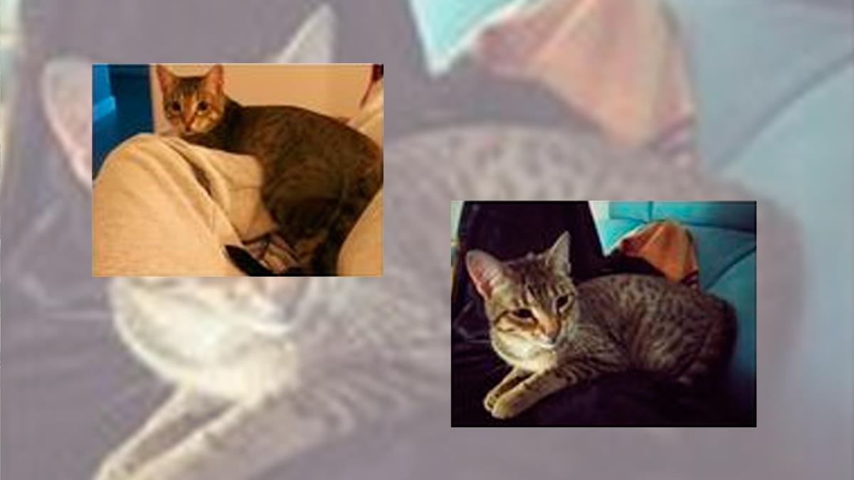 El gato saltó asustado por la tormenta y puede estar herido