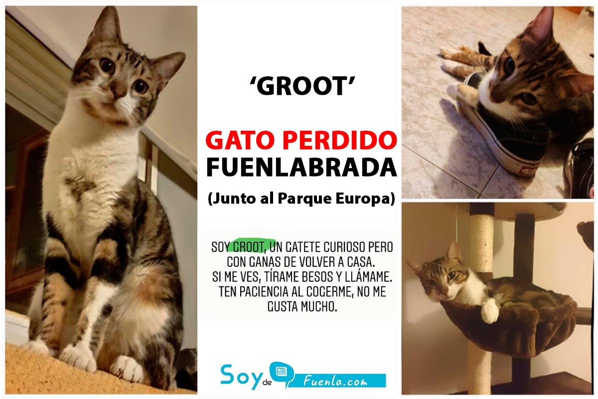 Groot se perdió ayer y sus dueños nos piden ayuda para encontrarlo