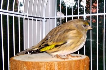Una vecina del barrio de Tetuán ofrece una recompensa para quien encuentre a su querida mascota