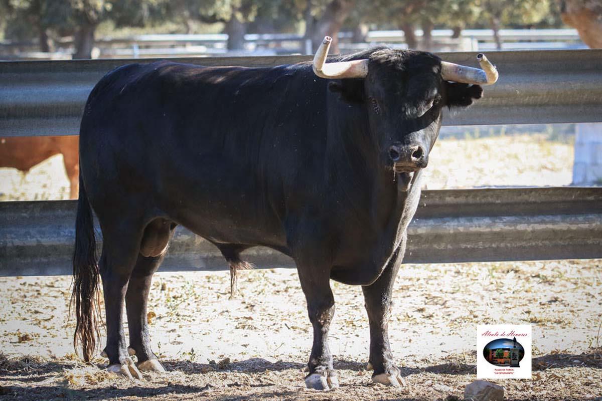La Comunidad de Madrid ha remitido hoy los permisos para celebrar la feria taurina