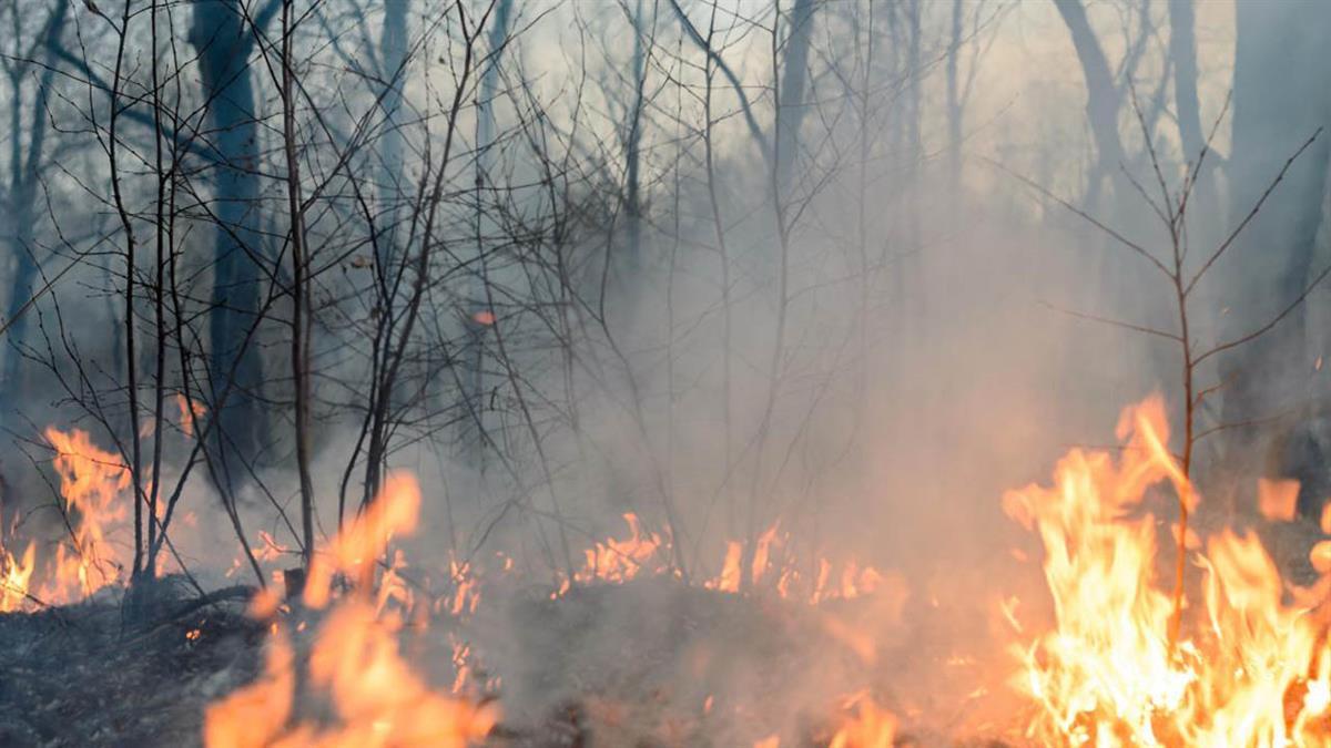 De las 2.000 hectáreas que se quemaron más de 1.500 pertenecían a particulares