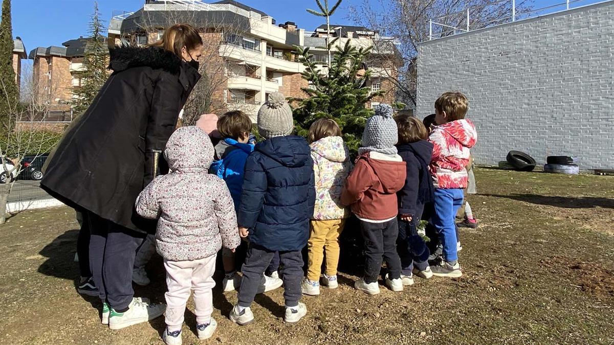 Los árboles que decoraron la Plaza Mayor de Majadahonda serán ubicados en los colegios públicos 