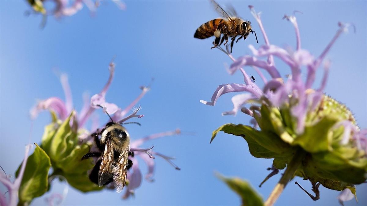 Esta actividad se engloba dentro de la Semana del Medioambiente
