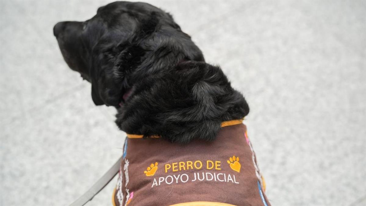 La Comunidad de Madrid aumenta un 25% las asistencias a menores con estos animales