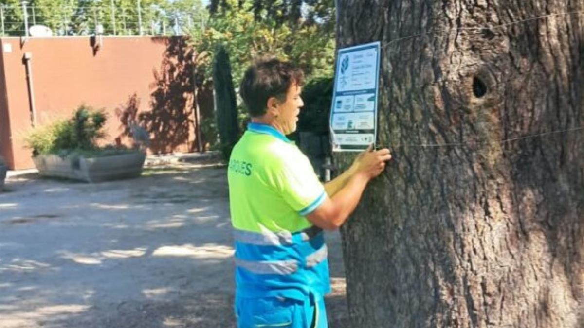 El Ayuntamiento destaca siete ejemplares por su impacto ambiental 