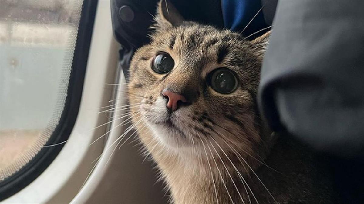 Tanto él como su dueña están a salvo en Francia gracias a su presencia en Instagram 