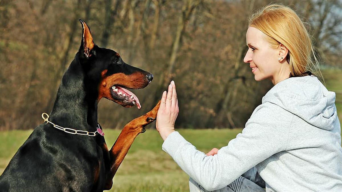 Las sesiones serán impartidas por personal profesional acreditado y buscan optimizar las relaciones entre perros, propietarios y vecinos
