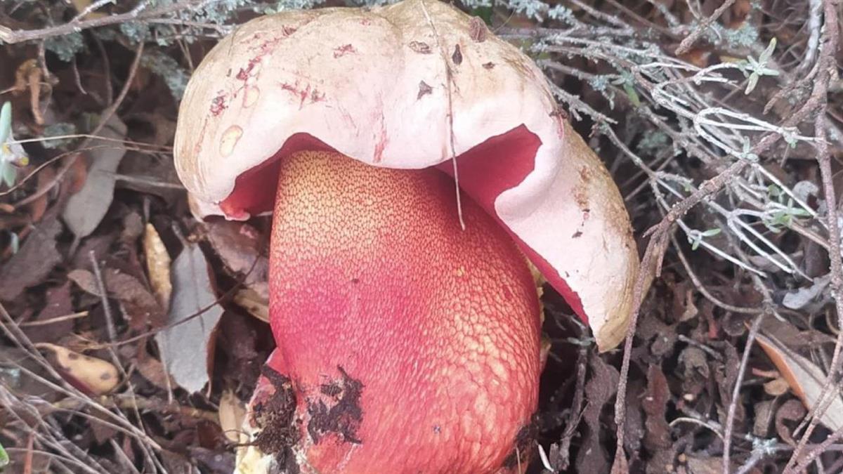 El objetivo es sensibilizar y concienciar sobre el medioambiente