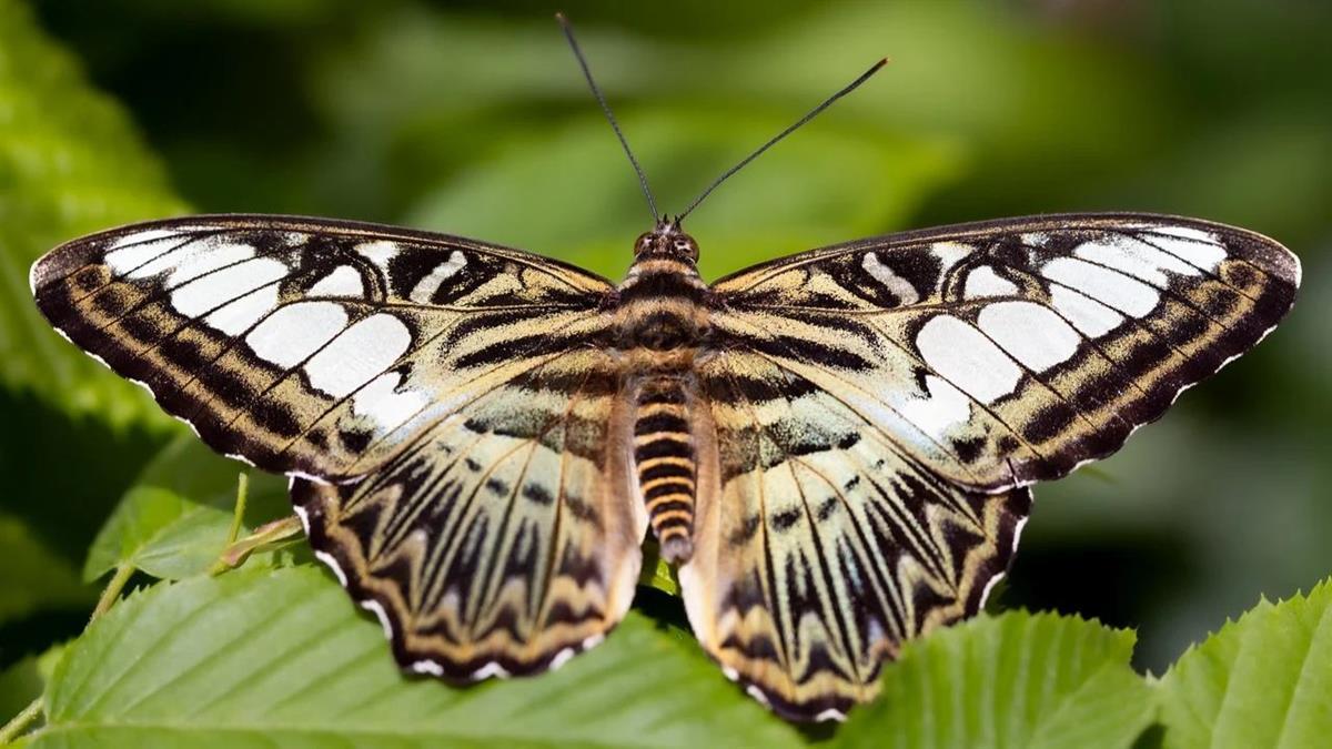 Estas actividades gratuitas tendrán lugar en el mes de julio