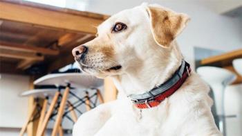 Con una serie de ordenanzas y acciones, Parla difunde y conciencia sobre la importancia de cuidar de nuestras mascotas