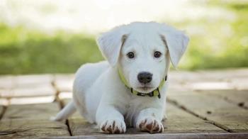 Cada especie requiere de unos cuidados determinados a la hora de emprender un viaje 