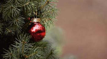 Únicamente serán replantados aquellos que se encuentren en buen estado 