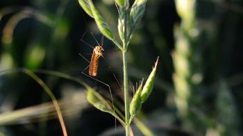Gracias al barco anfibio, el Ayuntamiento emplea la tecnología más avanzada para controlar estos insectos llamados "mosca negra"