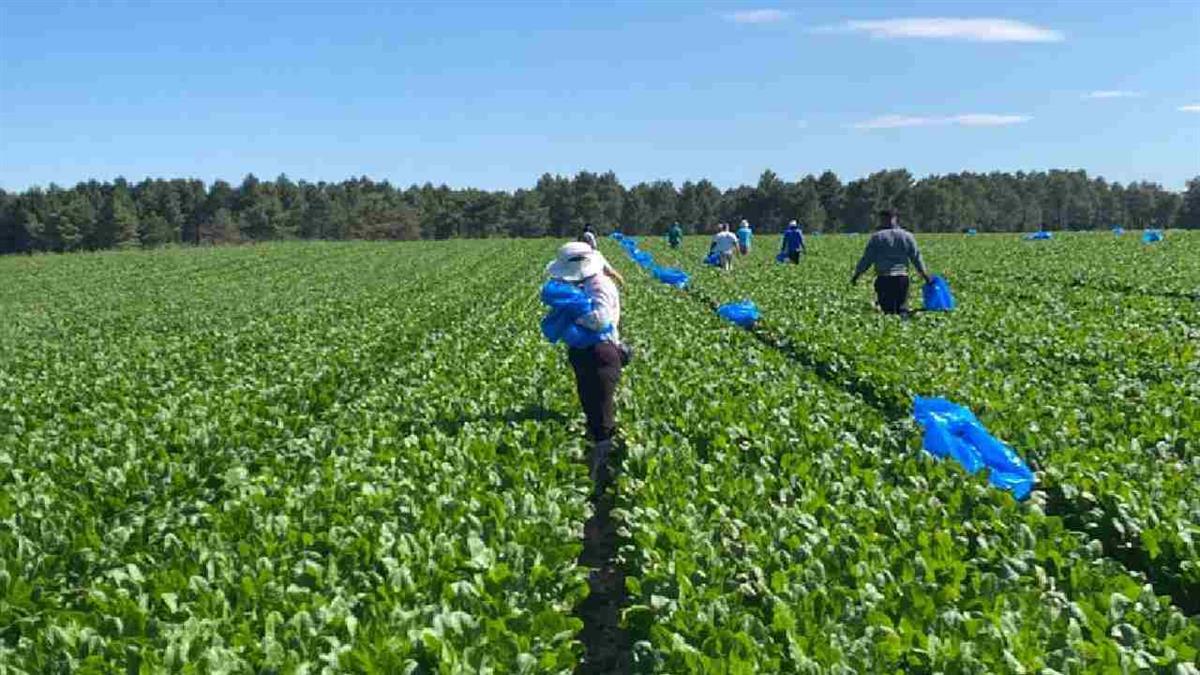 No puedo evitar pensar en esas manos, en esas tierras y en esas vidas que rara vez aparecen en los despachos