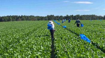 No puedo evitar pensar en esas manos, en esas tierras y en esas vidas que rara vez aparecen en los despachos