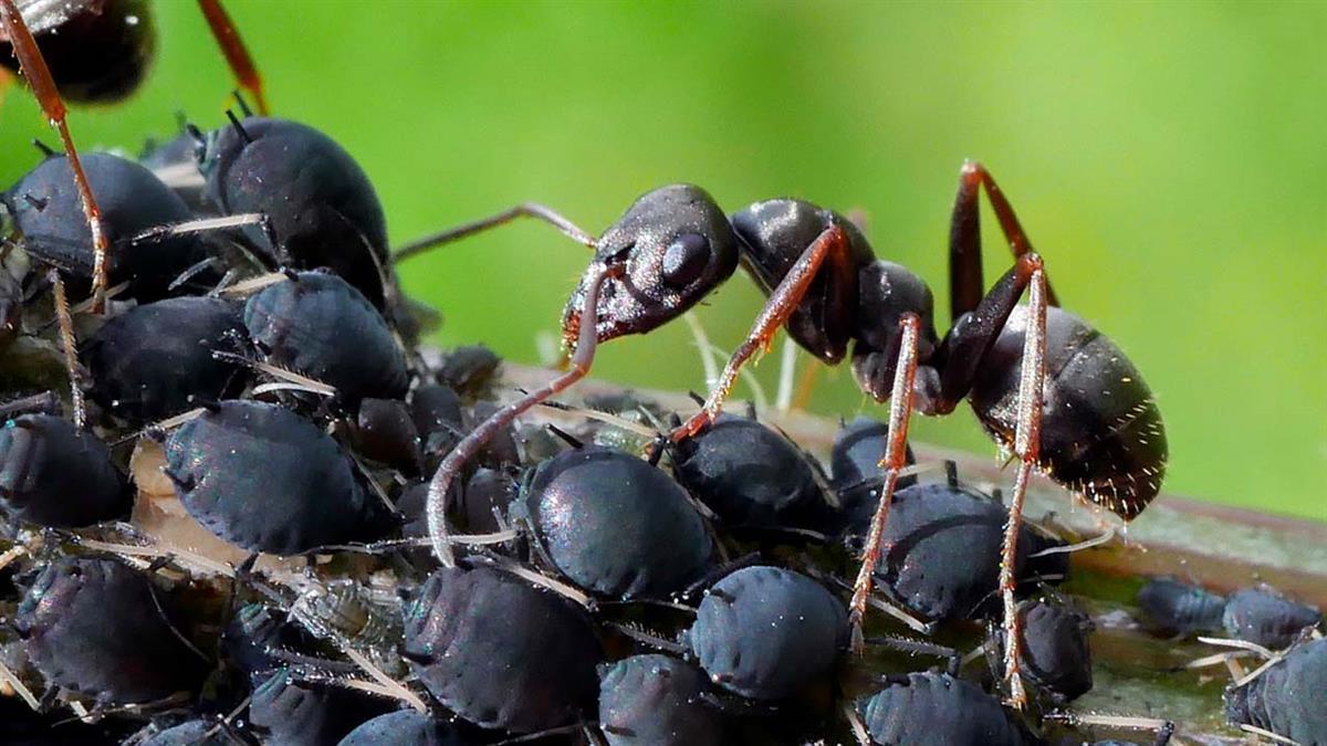 El día 27 de abril se va a proceder a la realización de un tratamiento fitosanitario encaminado al control de las poblaciones de pulgón