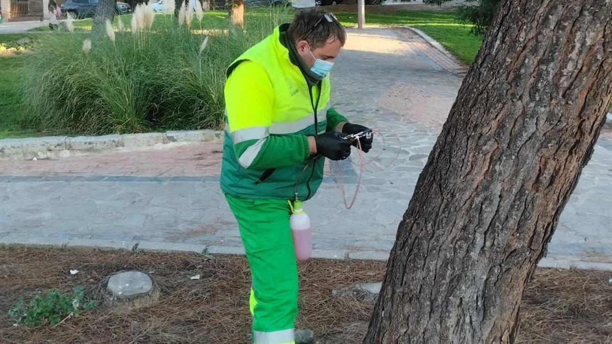 Cerca de 200 árboles del casco urbano recibirán este método fitosanitario para prevenir la procesionaria