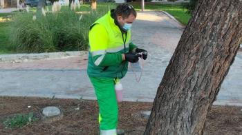 Griñón inicia tratamientos de endoterapia en sus pinos y coníferas