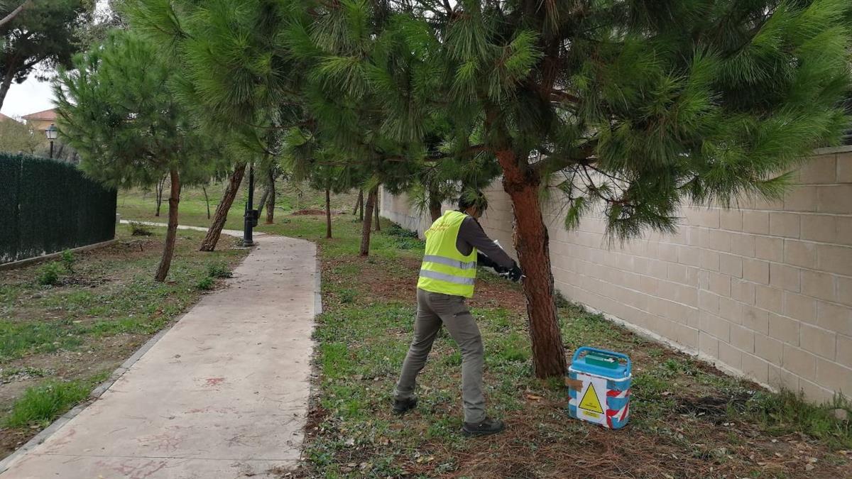 Una empresas especializada está llevando a cabo un tratamiento de endoterapia 